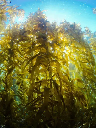 Kelp orgánico